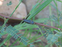 Hippomelas sphenicus