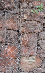 Oxybelis microphthalmus