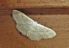 Idaea elongaria