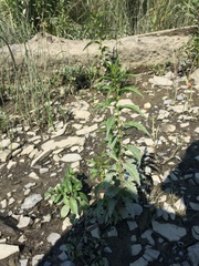 Lycopus laurentianus