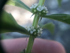 Lycopus laurentianus