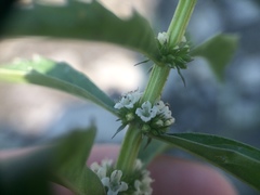 Lycopus laurentianus