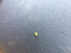 Lycopus laurentianus