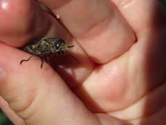 Hippomelas sphenicus