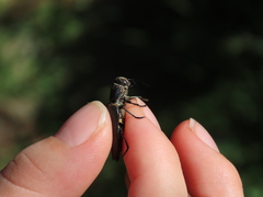 Hippomelas sphenicus