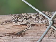 Acanthocercus atricollis