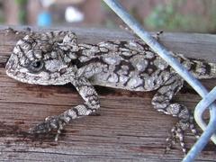 Acanthocercus atricollis