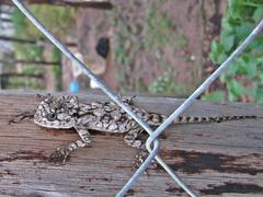 Acanthocercus atricollis