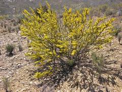 Aspalathus sceptrum-aureum