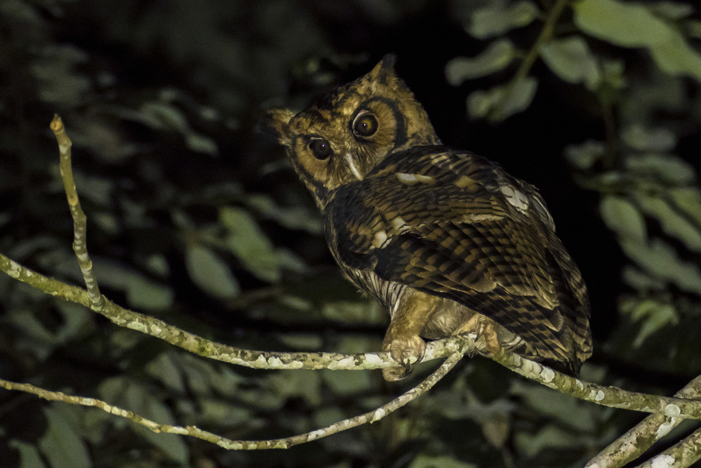 Fraser's Eagle-Owl photo