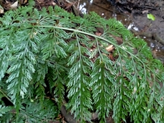 Asplenium gracillimum
