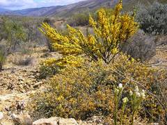 Aspalathus sceptrum-aureum