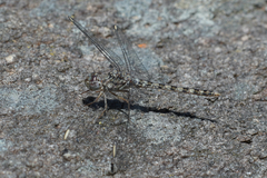 Crocothemis saxicolor