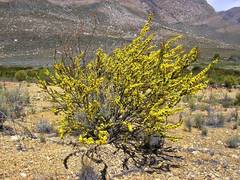 Aspalathus sceptrum-aureum