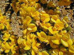 Aspalathus sceptrum-aureum