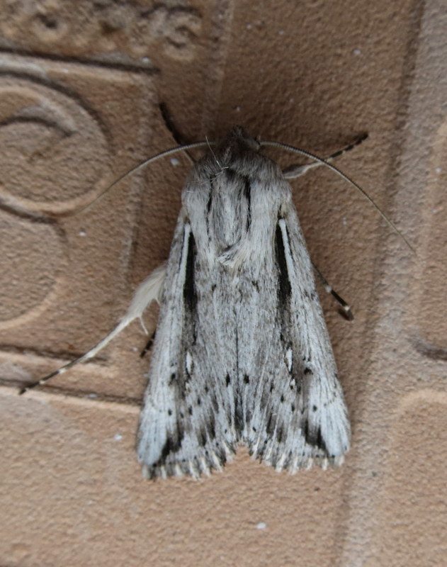 Ectochela dicksoni