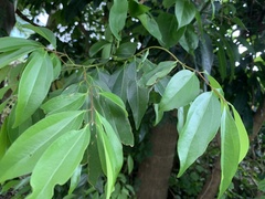 Cinnamomum cassia