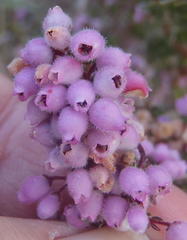 Erica hirtiflora hirtiflora