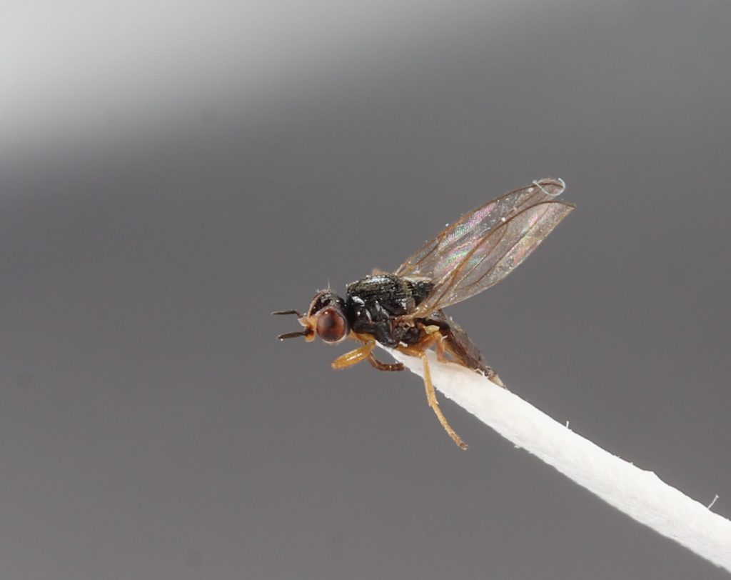 Elachiptera tuberculifera