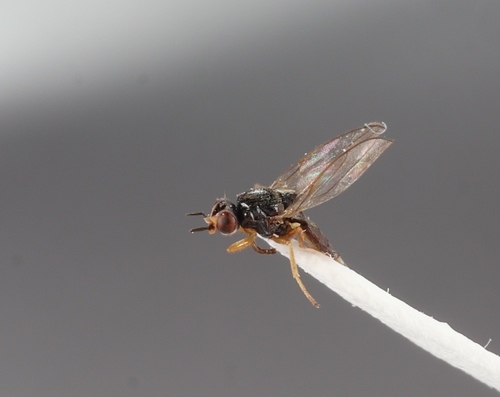 Elachiptera tuberculifera