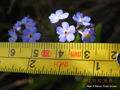 Myosotis afropalustris