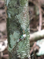 Leucauge argyrobapta