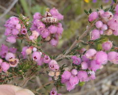 Erica hirtiflora hirtiflora