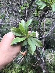Scaevola gaudichaudiana