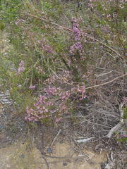 Erica hirtiflora hirtiflora