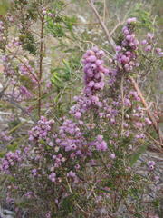 Erica hirtiflora hirtiflora