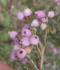 Erica hirtiflora hirtiflora