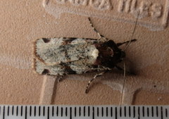 Mentaxya ignicollis