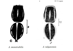 Attulus talgarensis