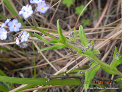 Myosotis afropalustris
