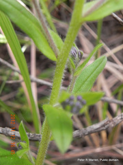 Myosotis afropalustris