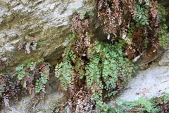 Adiantum jordanii