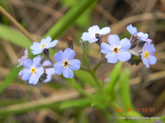 Myosotis afropalustris