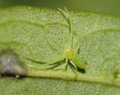 Cetratus