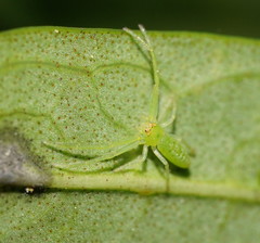 Cetratus