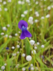 Utricularia reticulata