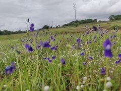 Utricularia reticulata