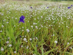 Utricularia reticulata