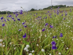 Utricularia reticulata