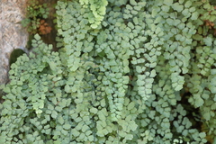 Adiantum jordanii