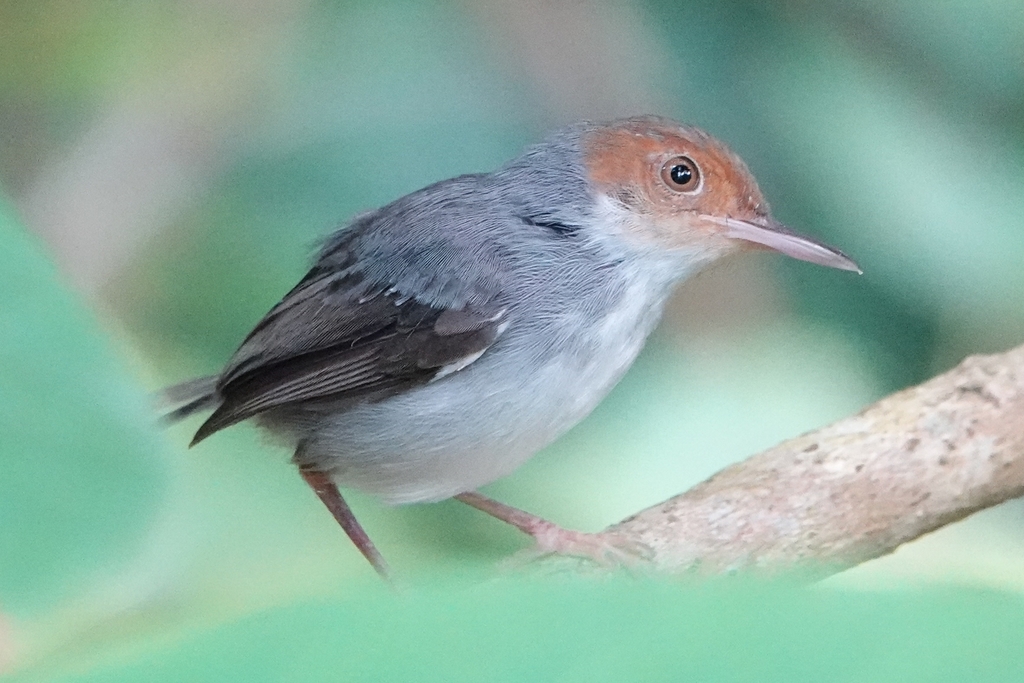 Ashy Tailorbird