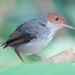 Ashy Tailorbird - Photo (c) Soh Kam Yung, some rights reserved (CC BY-NC), uploaded by Soh Kam Yung