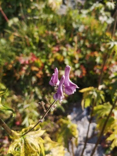 Aconitum septentrionale, photograph 5