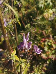 Aconitum septentrionale, photograph Arne Fahrenholz, CC BY, iNaturalist via GBIF