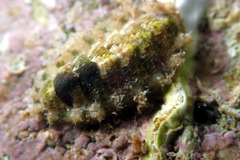 Craspedoplax variabilis