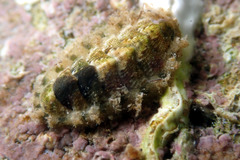 Craspedoplax variabilis